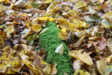 An expressive macro shot of an autumn forest where a strip of vibrant green moss stands out amidst a carpet of fallen leaves in rich yellow and brown hues.