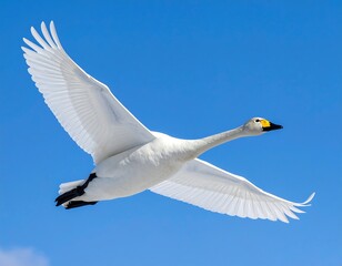 Fototapeta premium A magnificent swan gracefully soaring through the bright blue sky with wings spread wide
