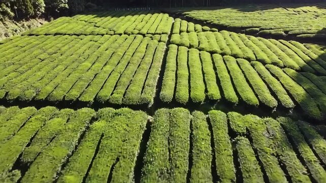 Aerial view of tea plantation in rows, sunlight, landscape, agriculture, for wallpapers