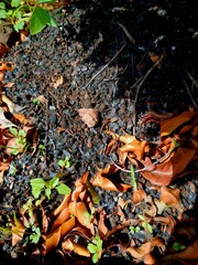 Burnt ground with new sprouts and fallen leaves indicating rebirth