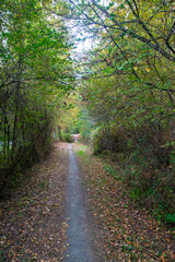 Obraz premium El sendero de los árboles