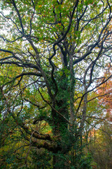 Árbol en un bosque colores de otoño