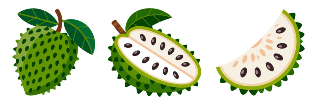 Prickly soursop trio, fresh whole fruit with leaves, sliced halves displaying seeds, exotic tropical produce graphic, vector
