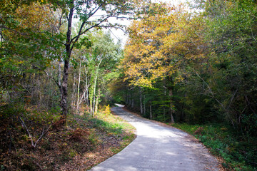 Camino en el bosque