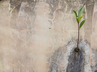 A vibrant green plant bravely grows from a weathered concrete wall, illustrating life's resilience...