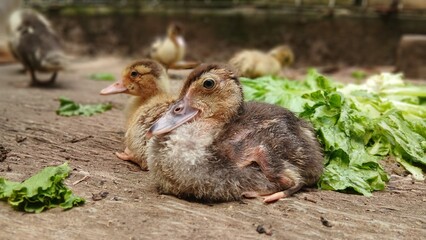 Cute Ducklings Resting Outdoors Near Fresh Greens in Natural Light on a Farm Environment