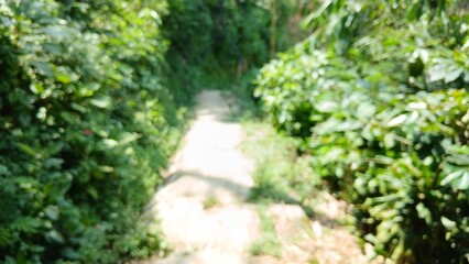 Lush Green Path A Tranquil Walk Through Nature's Embrace