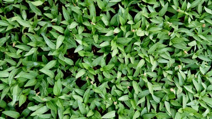Lush Green Leaves A Natural Texture of Vibrant Plant Life