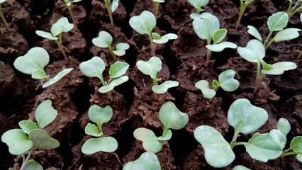 Fresh Green Seedlings Sprouting in Dark Soil Cultivating New Life
