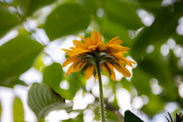 A worm's-eye view low-angle shot of a single yellow Rudbeckia coneflower blooming in a garden. The background is a beautiful soft bokeh of green leaves and bright sky.