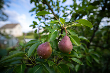 Selective focus on two young, reddish pears hanging from a tree branch in a summer garden. Lush green foliage and a bright blue sky create a beautiful blurred background.