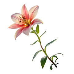 Naklejka premium A beautiful flower isolated on a transparent background