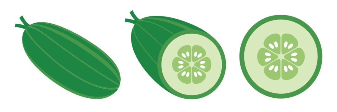 Green cucumber set, whole gourds, circular slice detail, garden harvest theme, healthy food illustration, fresh vegetable vector