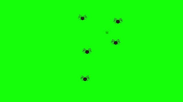 Three small black spiders bounce and tumble as if spilling from an invisible container across a solid green screen in playful 2D animation with chaotic leg flailing. Perfect for chroma key Halloween r