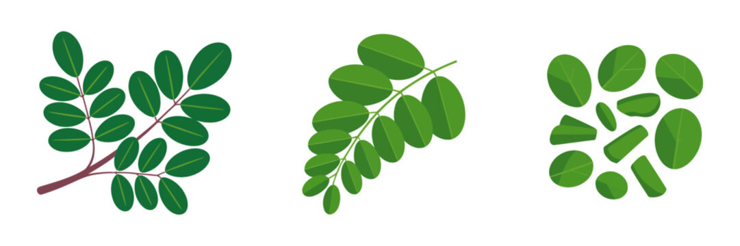 Moringa style leaf sprigs, three variations collection, botanical foliage icons, herbal medicine theme, organic wellness illustration vector