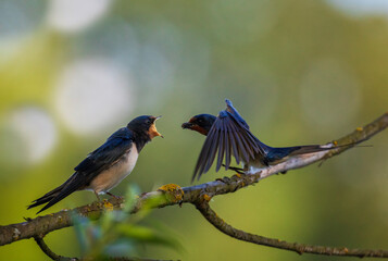 A barn swallow bird brought a fly to its chick in its beak