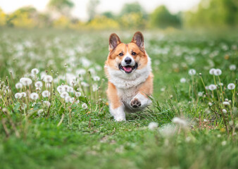 cute red corgi dog running through a summer sunny meadow in the flowers of white fluffy dandelions