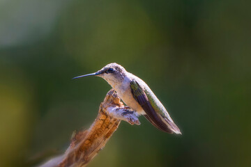 A Ruby-throated Hummingbird (Archilochus colubris) perched on a branch, resting with subtle green and gray feathers in natural light.