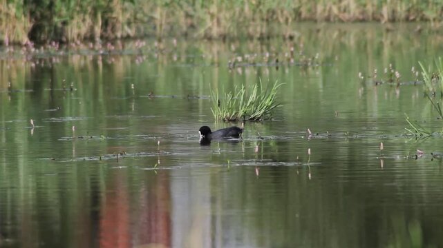 Young Eurasian Coots (Fulica atra) feeding. Two Eurasian Coot Fulica atra during the breeding season, feeding on a water plants in a marsh or water submerged meadow 
