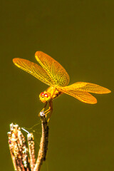 Golden colored dragonfly, amber striper dragonfly, intense perithemis