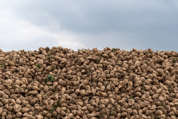 Large mound of sugar beets stacked in a field under cloudy sky during harvest season