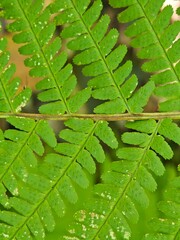 Close-up view of lush green fern leaves showcasing intricate patterns and textures in nature