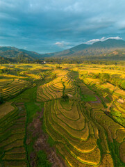 Naklejka premium Beautiful morning view indonesia Panorama Landscape paddy fields with beauty color and sky natural light