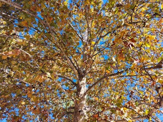 Plane tree with autumn leaves and blue sky view from below