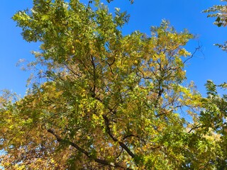Looking up at tree with yellow autumn leaves and blue sky