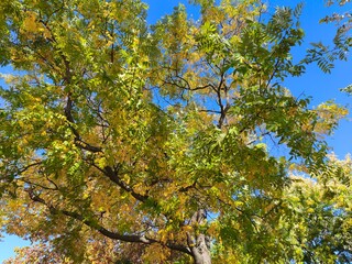 Looking up at tree with yellow autumn leaves and blue sky
