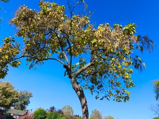 Looking up at tree with yellow autumn leaves and blue sky