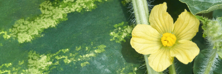 Close-up of yellow squash blossom with green leaves in a garden setting.