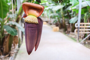 Banana flower on tropical plant with green leaves and space for text. Exotic botanical background suitable for agriculture, nature or design concepts
