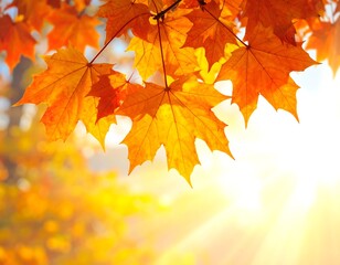 Autumnal Sunlight Illuminating Vibrant Maple Leaves Against a Bright Sky Background