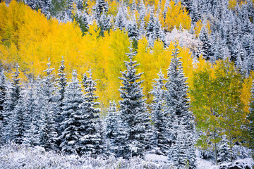 Aspens and Conifers, Snowy Autumn  Maroon Bells, Colorado 0254