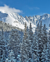 Fresh Snow, Trees and Mountain Ridge