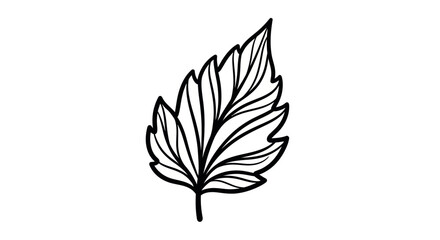 Detailed black and white illustration of a single serrated leaf with prominent veins.