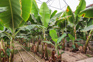 Banana plants growing in a greenhouse with green leaves and fruits. Tropical agricultural environment with natural light and exotic vegetation.