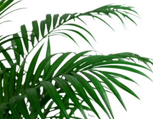 Firefly_Photo of Bauhinia flower Many blooming purpurea on a branch isolated on a transparent - Firefly_Sago palm png tropical palm png sago plant png decorative palm png exotic sago palm p