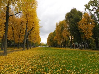 golden autumn park with fallen leaves on green grass