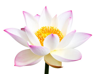 Fototapeta premium Image of lotus flower isolated on transparent background png file. 