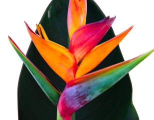 Firefly_Photo of Bauhinia flower Many blooming purpurea on a branch isolated on a transparent - Firefly_heliconia flower image isolated on a png file at transparent background  (3)