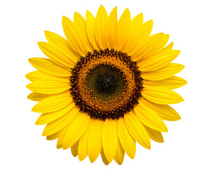 Naklejka premium Isolated image of a blooming sunflower on a png file at transparent background.