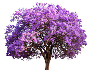 Obraz premium Isolated image of a fully blooming purple flower tree on a transparent background pn