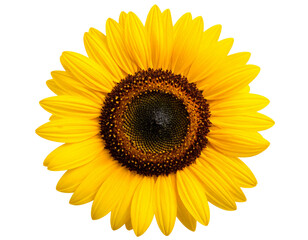 Obraz premium Isolated image of a blooming sunflower on a png file at transparent background. (2)