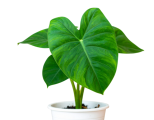 Photo of a growing Colocasia plant in a pot with beautiful broad green leaves, isolat 