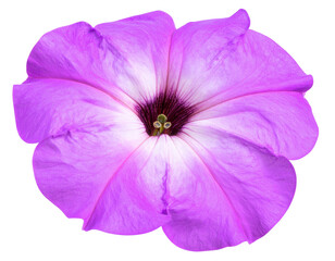 Obraz premium Isolated image of purple morning glory flower on png file at transparent background.