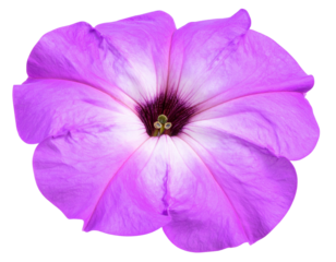 Isolated image of purple morning glory flower on png file at transparent background.