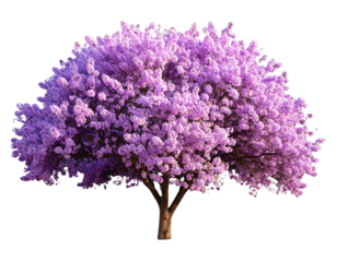 Isolated image of a fully blooming purple flower tree on a transparent background pn (3)