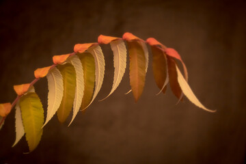 Autumn colors - rusty leaves of staghorn sumac, rhus typhina